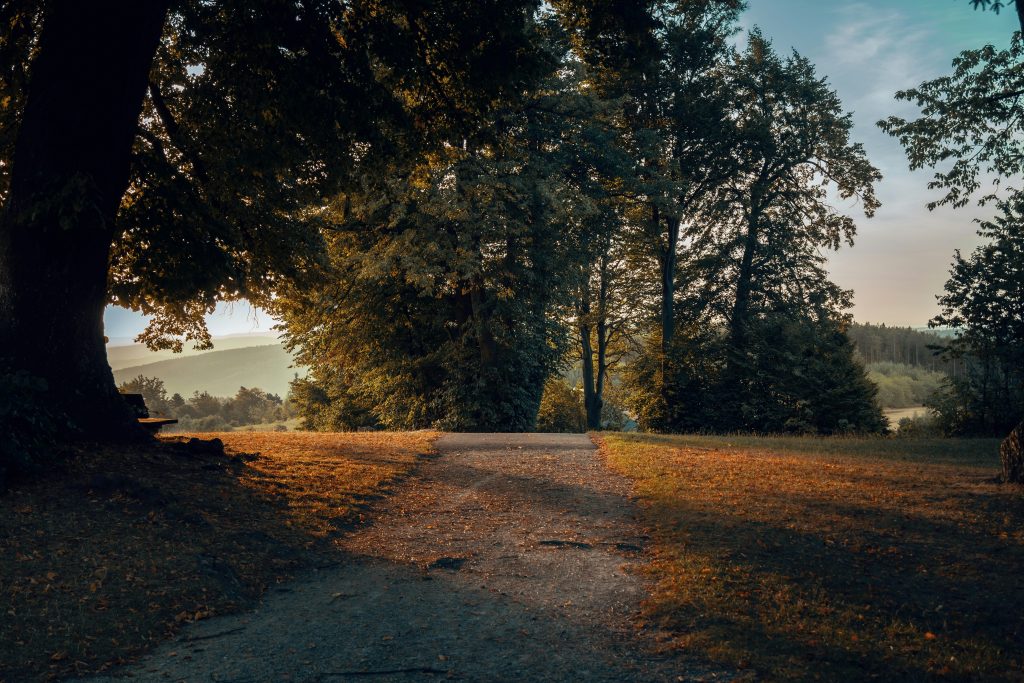 Waldweg im warmen Abendlicht an einem Sommerabend am Obermain