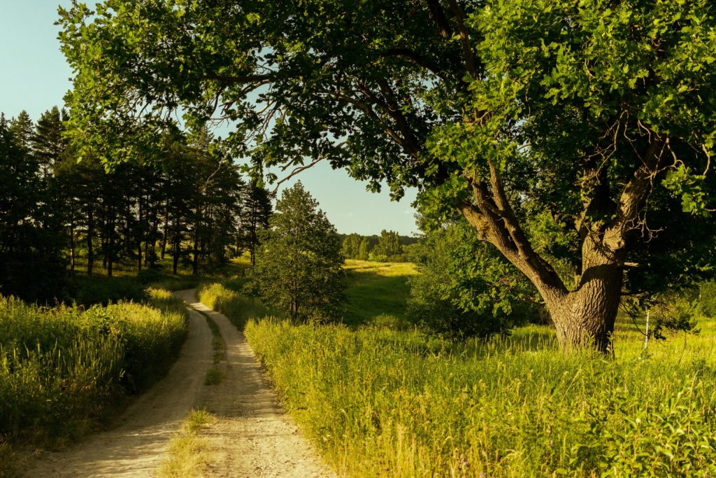 Geschwungener Feldweg durch die sommerliche Landschaft am Obermain.