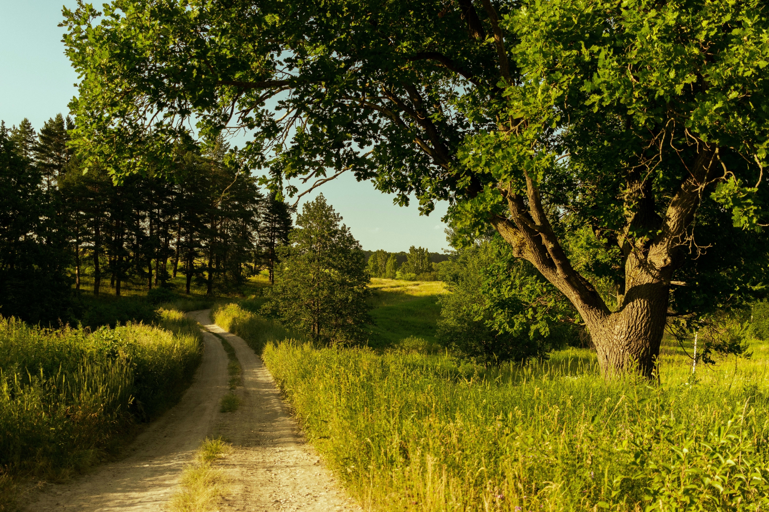 Geschwungener Feldweg durch die sommerliche Landschaft am Obermain.