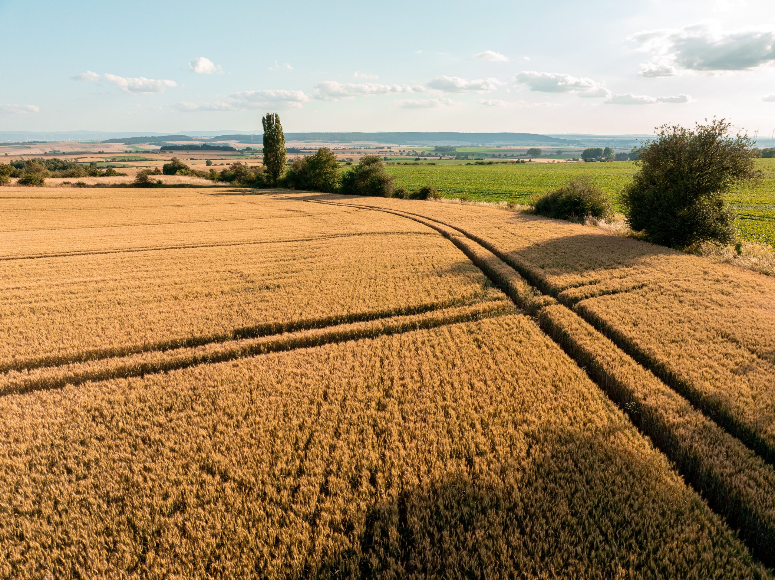 Goldenes Getreidefeld in weiter Landschaft am Obermain, das an Ernte, Jahreszeiten und den früher vom Rhythmus der Natur bestimmten Alltag erinnert.